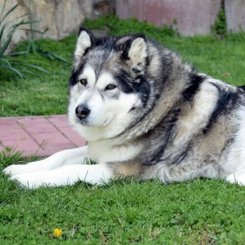 alaskan-malamute-dog-breed-info_0