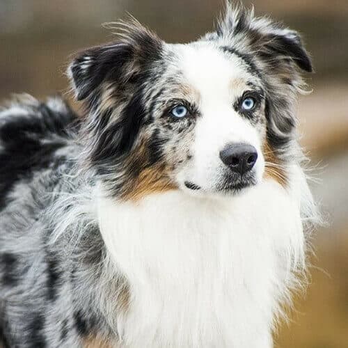 australian-shepherd-dog-breed-info