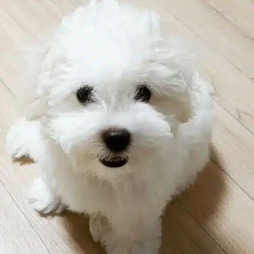 bichon-frise-dog-breed-info